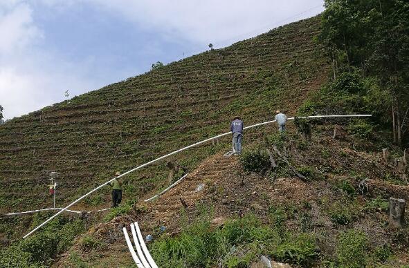 巧用滴灌，農(nóng)專家手把手教你種出好柚子！